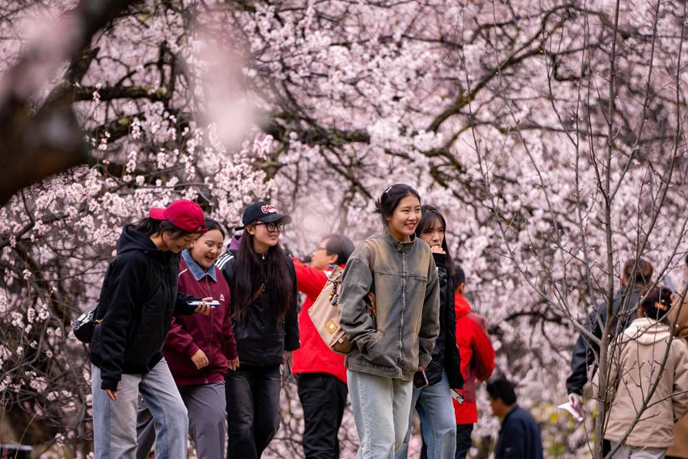 桃花盛開(kāi)惹人醉，八方游客賞花來(lái)。徐馭堯攝