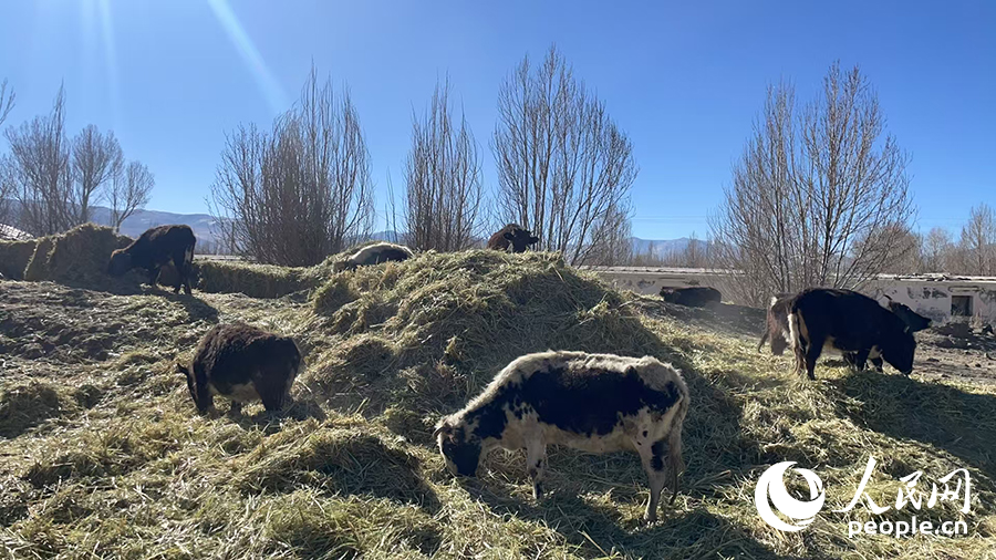 長所鄉(xiāng)森嘎村村民的牲畜在食用新鮮飼草。人民網(wǎng)記者 郝潔攝