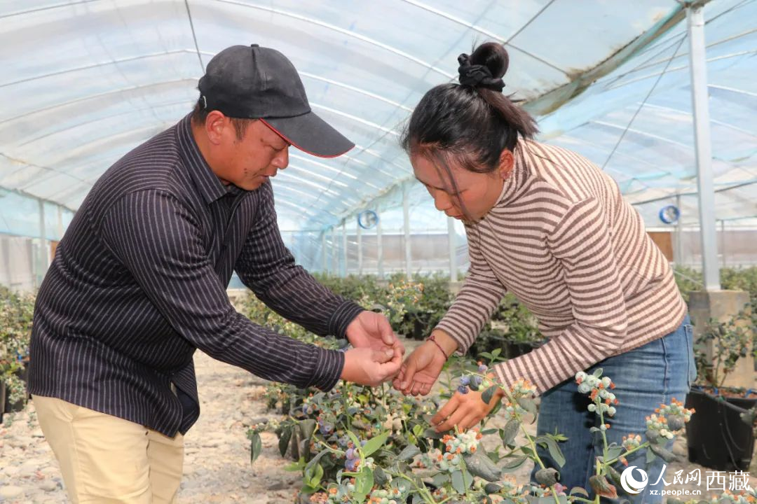 技術員劉家平和措姆在溫室大棚檢查藍莓的長勢。次仁龍布攝