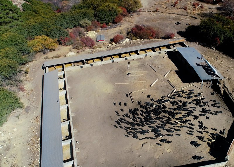 麥村藏香豬養(yǎng)殖基地。