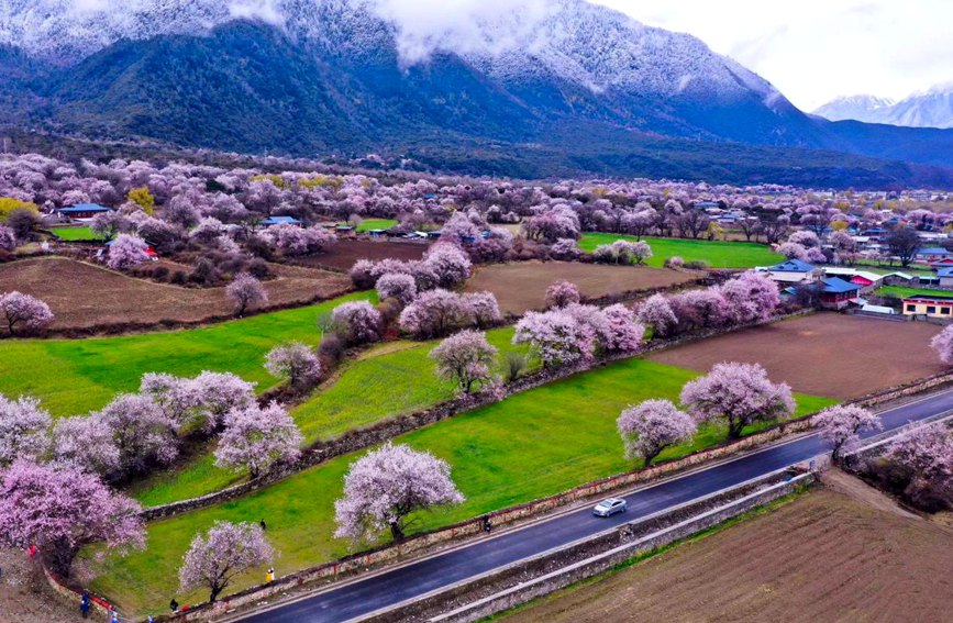 波密縣傾多鎮(zhèn)如納村盛開的桃花。徐馭堯攝